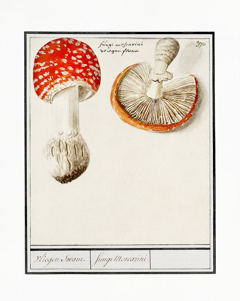 Muchomůrka červená, Amanita muscaria od Anselmus Boëtius de Boodt