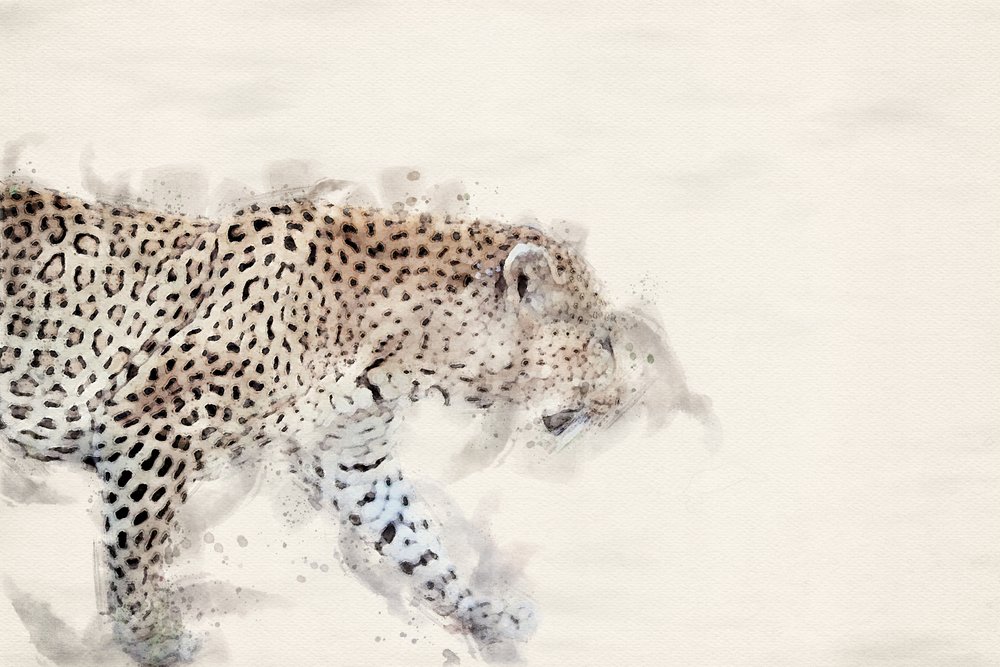 Elegantní leopard v akvarelu od Arno Du Toit
