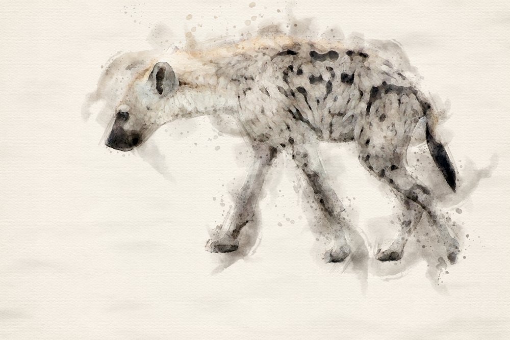 Akvarel: Hyena skvrnitá od Arno Du Toit