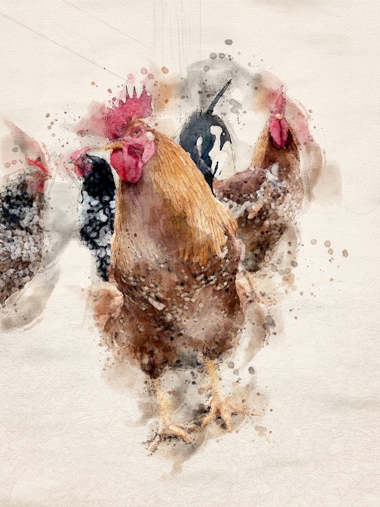 Kohouti z farmy „Watercolor“ od Arno Du Toit