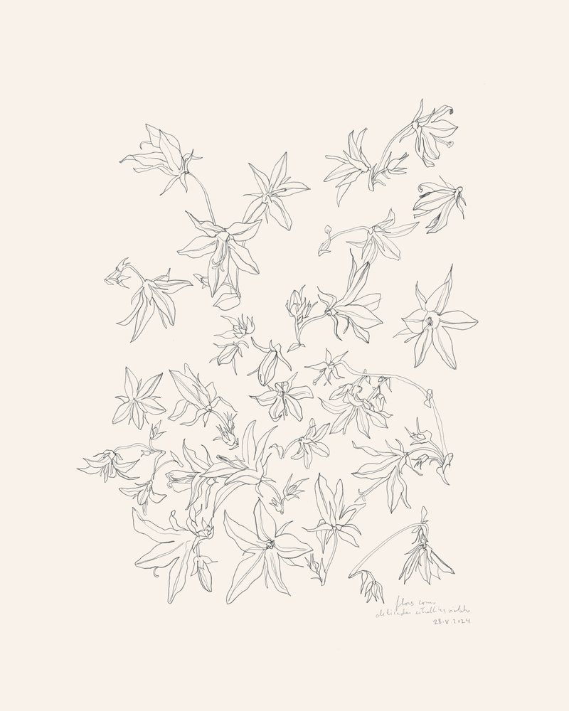 Studie botanických květů od Catalina Somolinos