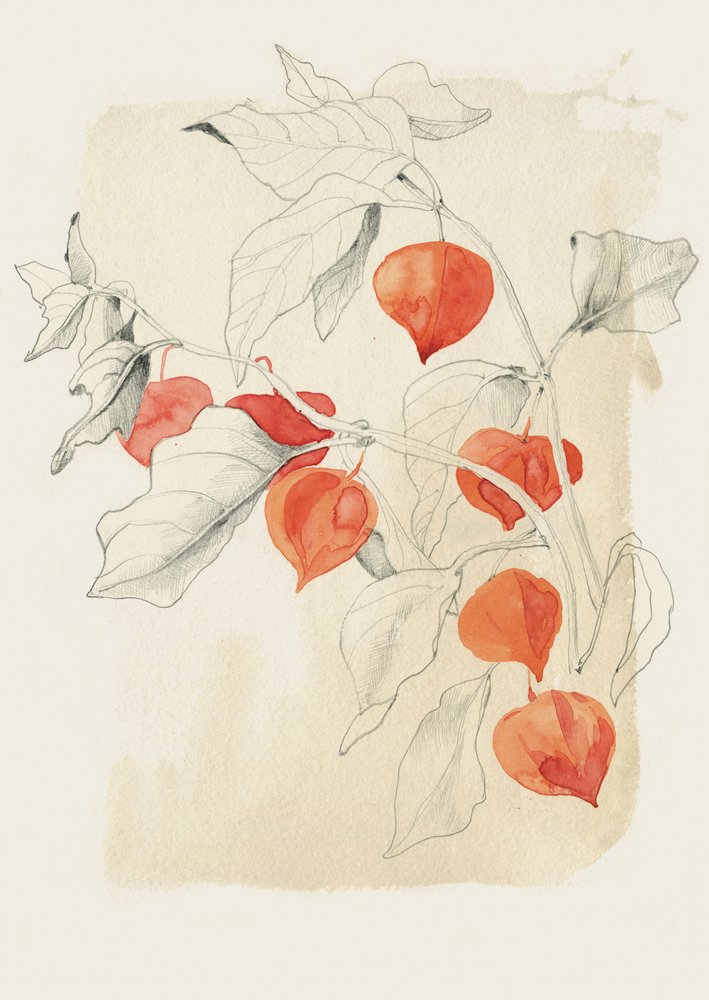 Náčrt čínské lucerny od Catalina Somolinos