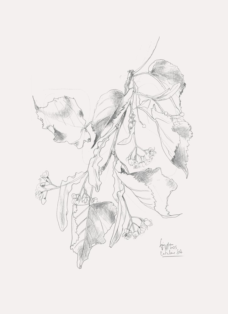 Jemná skica lípy od Catalina Somolinos