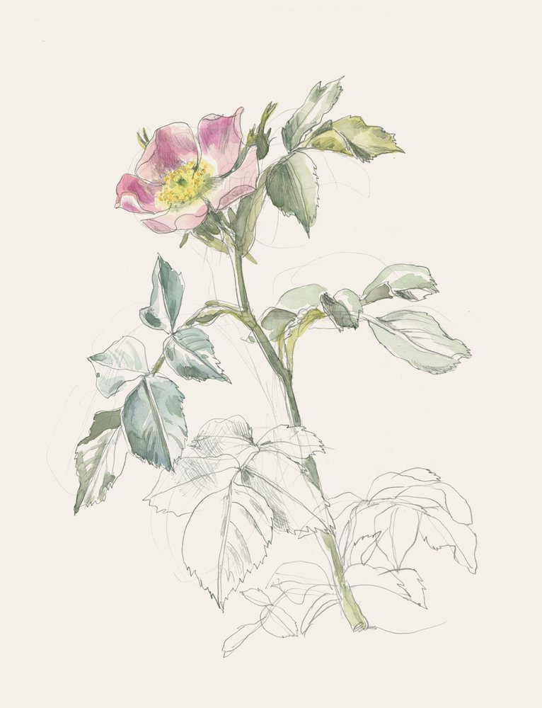 Jemná růžová divoká růže od Catalina Somolinos