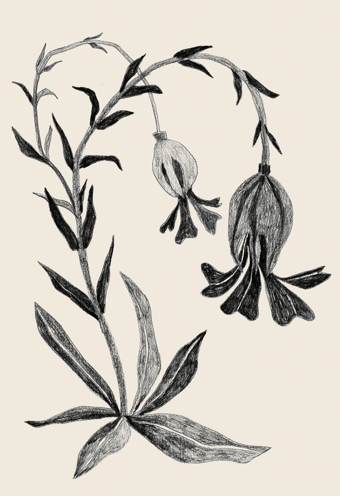 Elegantní botanický květ od Catalina Somolinos