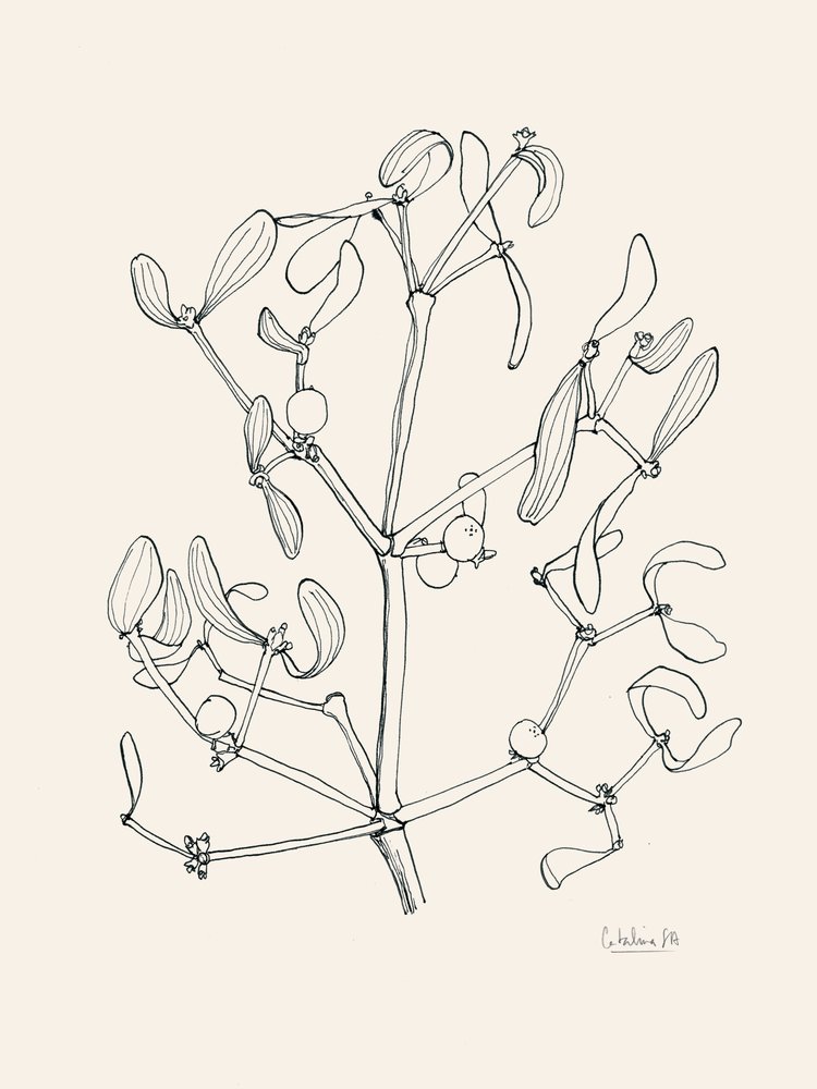 Vánoční jmelí – černobílá kresba od Catalina Somolinos