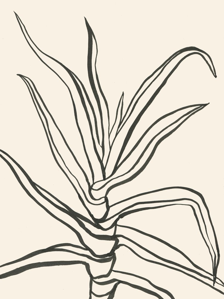 Minimalistický náčrt rostliny od Catalina Somolinos