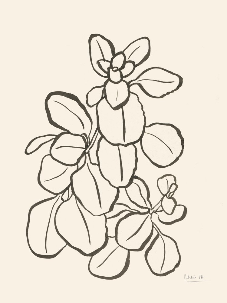 Kresba listu v organickém stylu od Catalina Somolinos