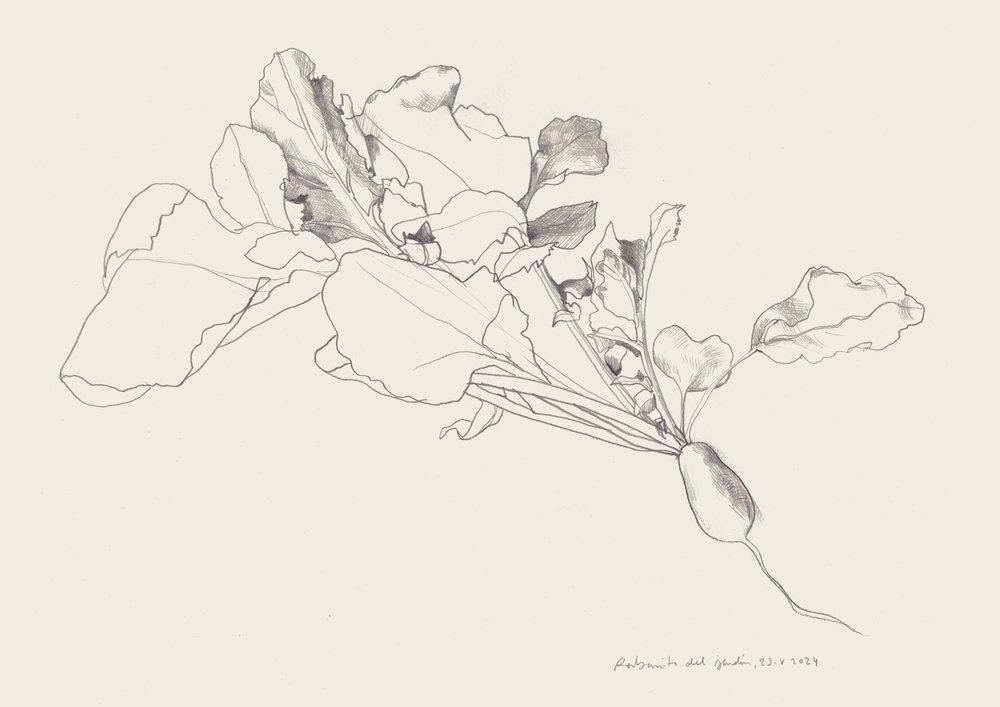 Botanická kresba ředkvičky od Catalina Somolinos