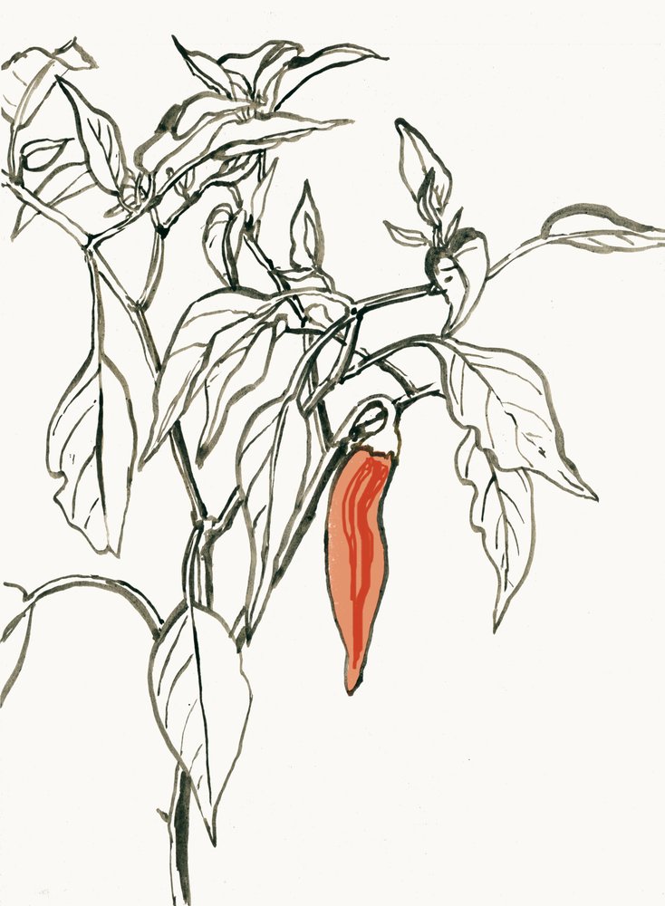Živá kresba s chilli papričkami od Catalina Somolinos
