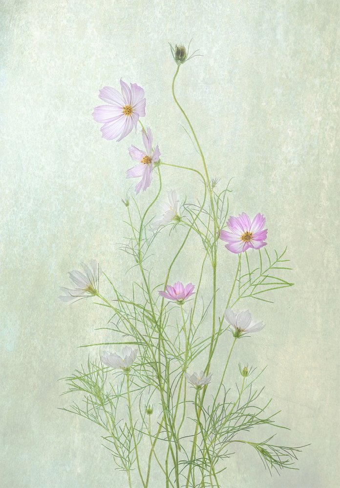 Křehké květy kosmosu od Catherine Wang