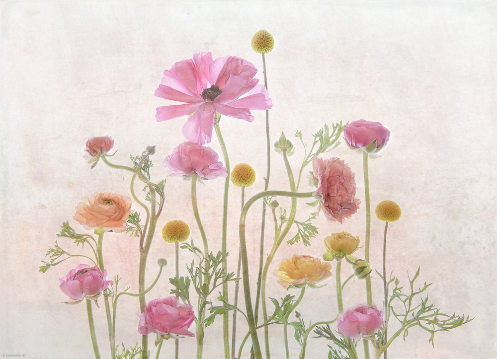 Jemně růžový ranunculus od Catherine Wang