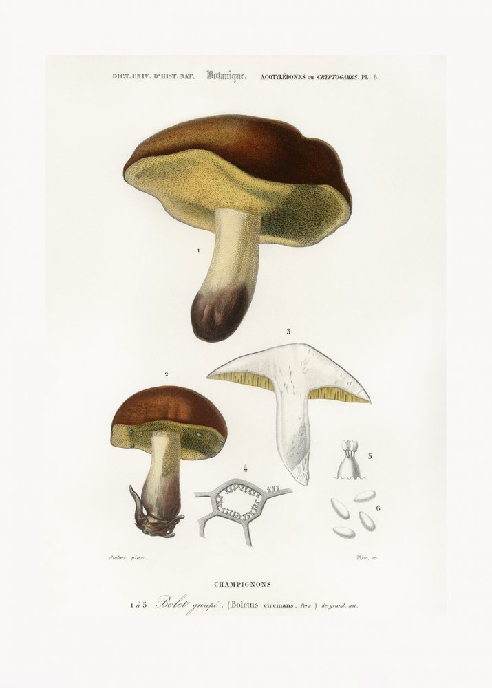 Houba (Boletus circinans) od Charles Dessalines D