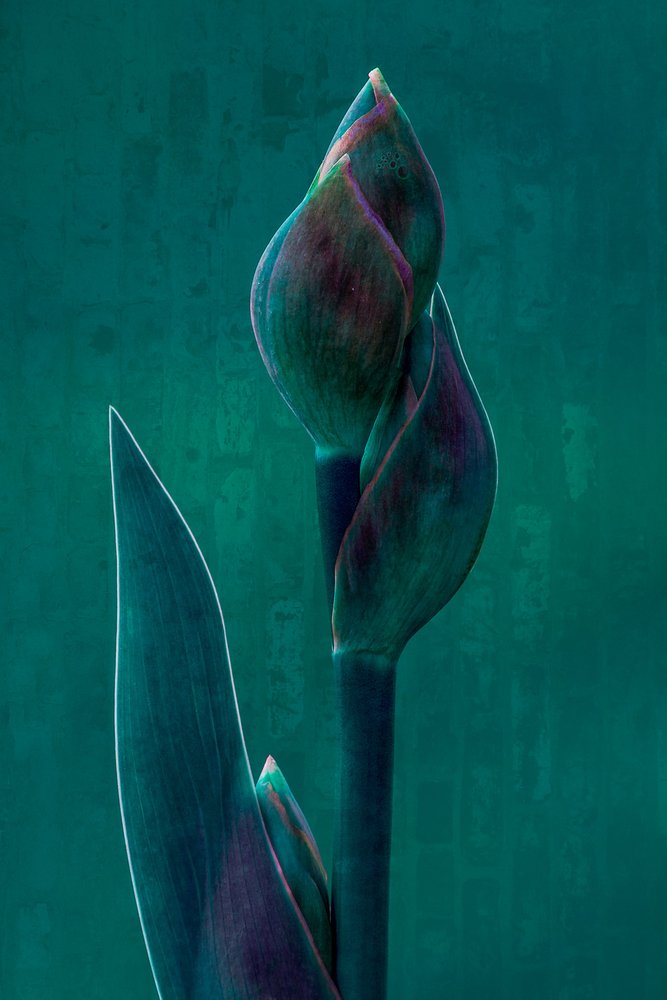 Moody Botanical Bloom od Chris Hamilton