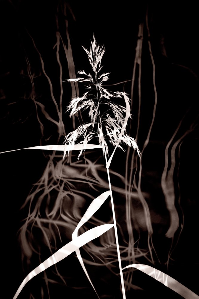 Elegantní Sepia Reed od Christina Sillen