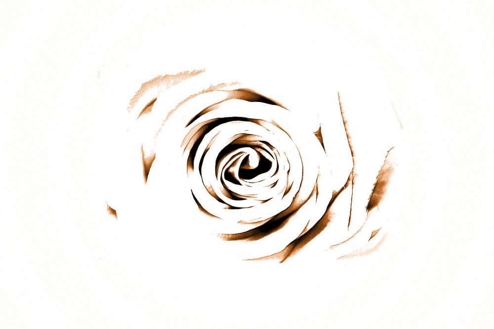 Elegantní Sepia Rose od Christina Sillen