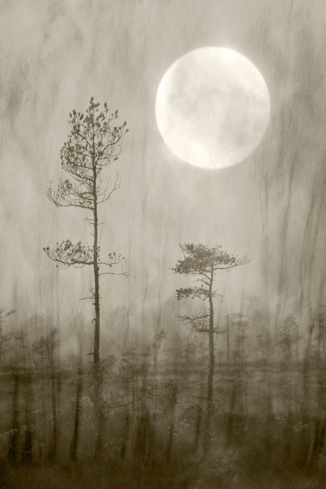 Kniha Misty Moon Over od Christina Sillen