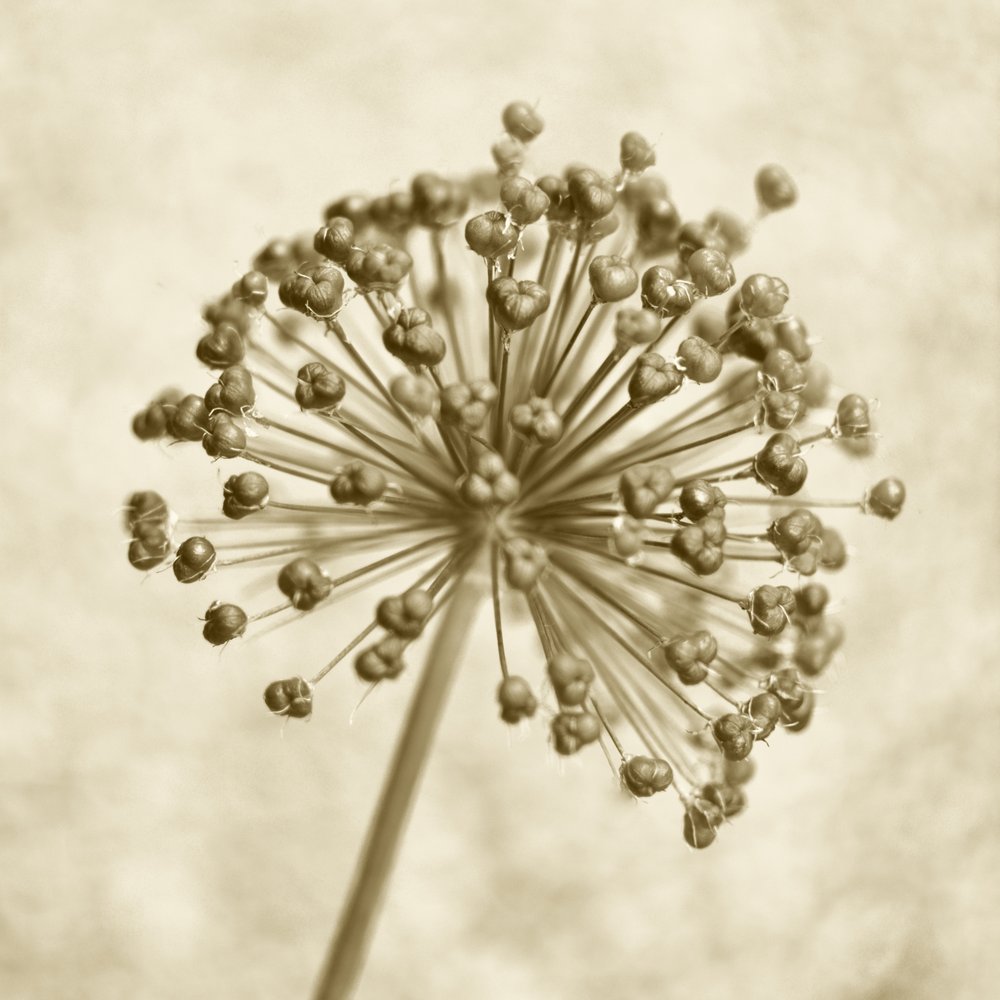 Sepia Allium Sphere od Christina Sillen