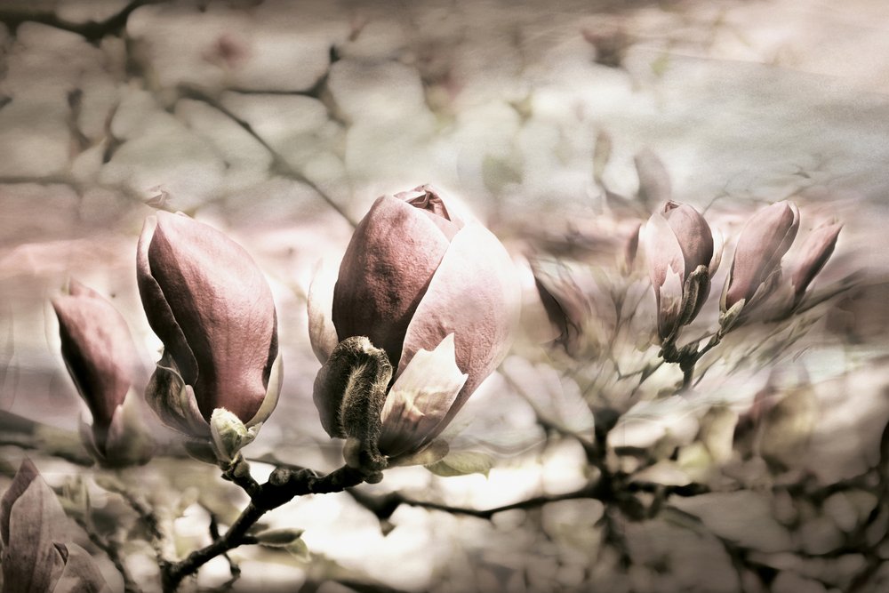 Jemné magnoliové poupata od Christina Sillen
