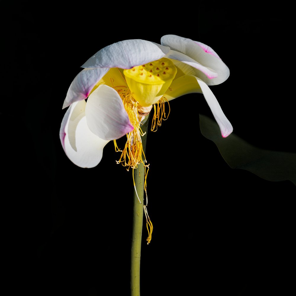 od Chuanxu Ren