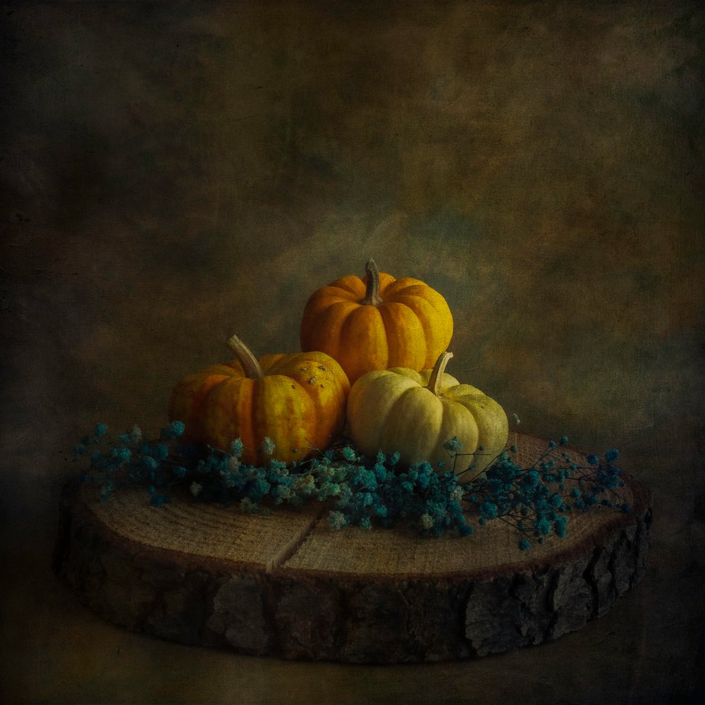 Dýně „Moody Harvest“ od Cicek Kiral
