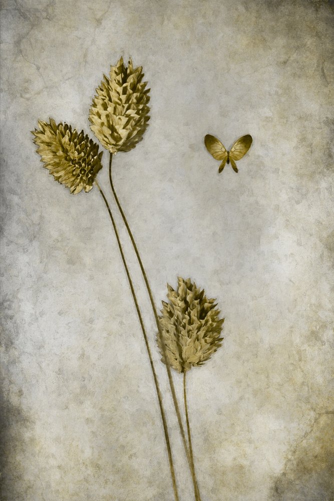 Vintage botanický motýl od Cicek Kiral