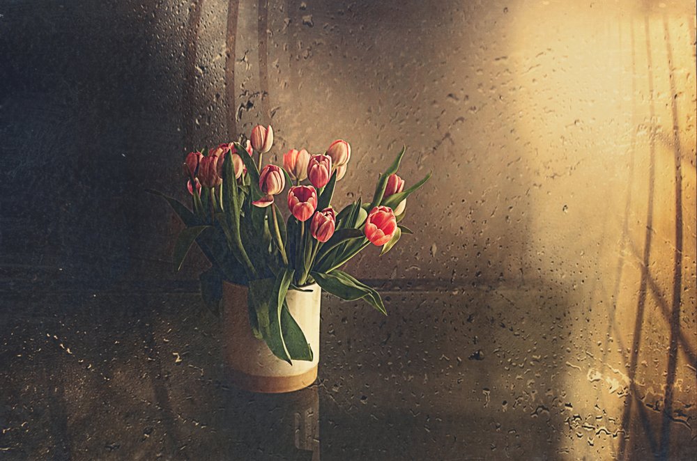 Růžové tulipány v ranním světle od Desislava Ignatova