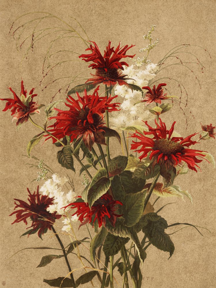 Balzám a spirea – Ellen Thayer Fisherová od Ellen Thayer Fisher