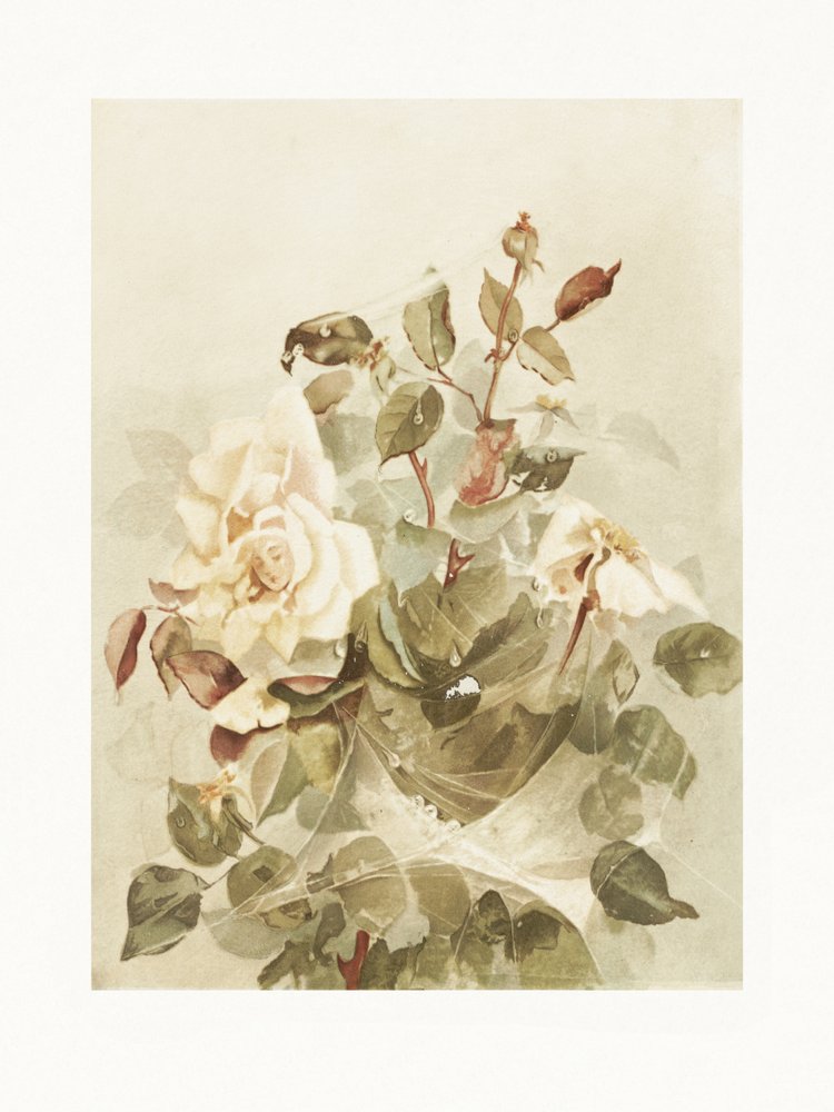Růžové růže v ranní rose od Ellen Thayer Fisher