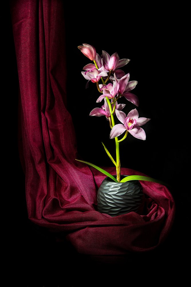 Elegantní růžová orchidej od Felice Angelino