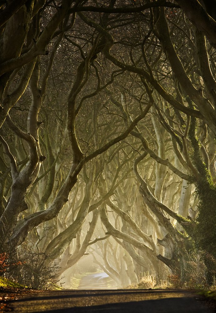 Tunel kouzelného stromu od Gary McParland