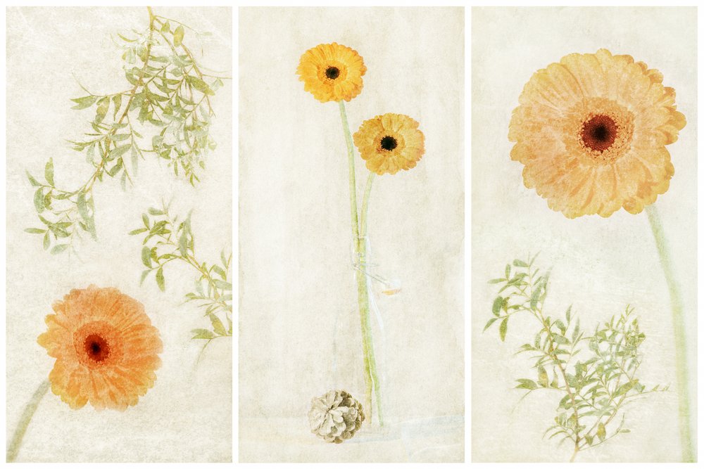 Soft Gerbera – triptych od Gustav Davidsson