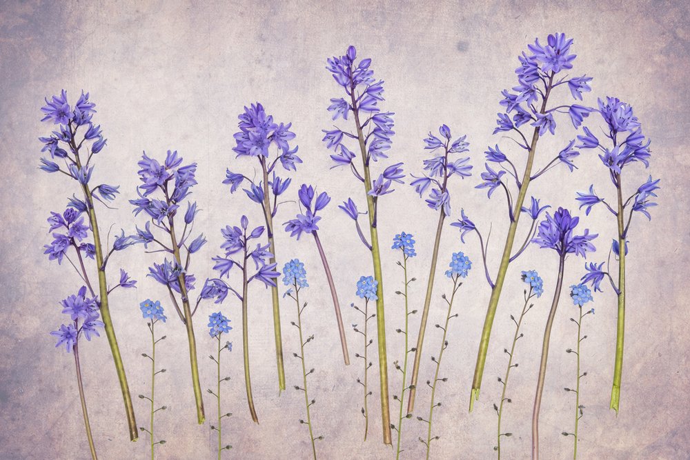 Vintage Bluebell Garden od Hardik Pandya