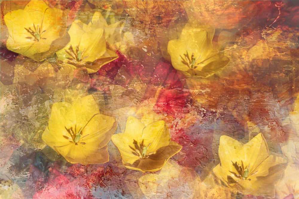 Texturované žluté tulipány od Igor Kopcev