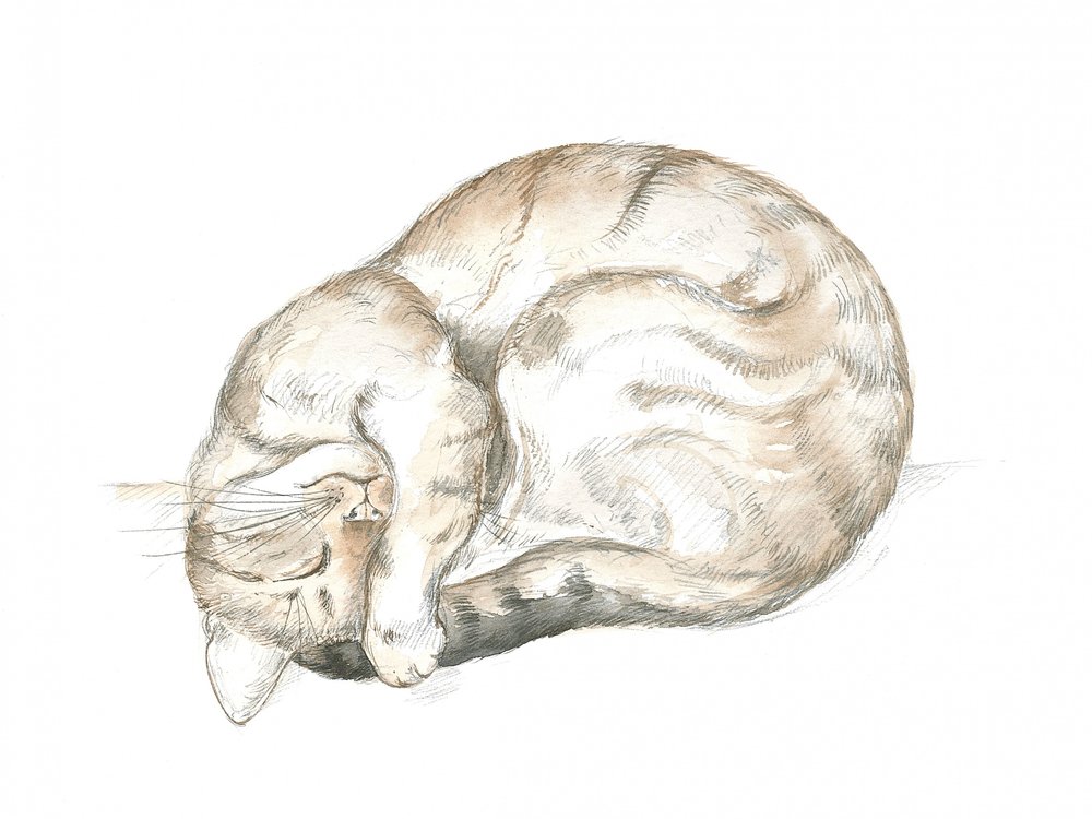 Spící mourovatá kočka od Isabelle Brent