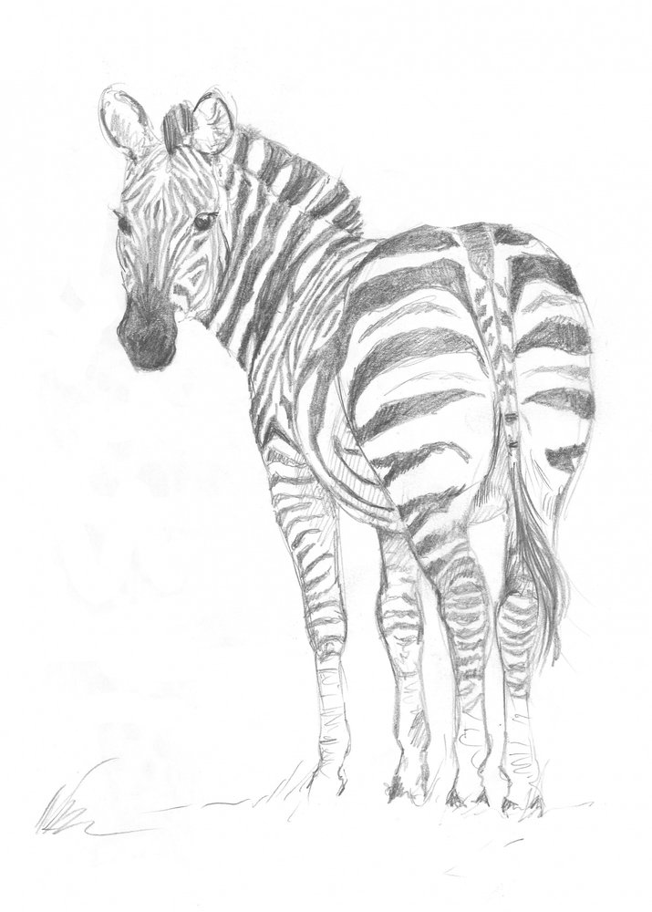 Zebra od Isabelle Brent