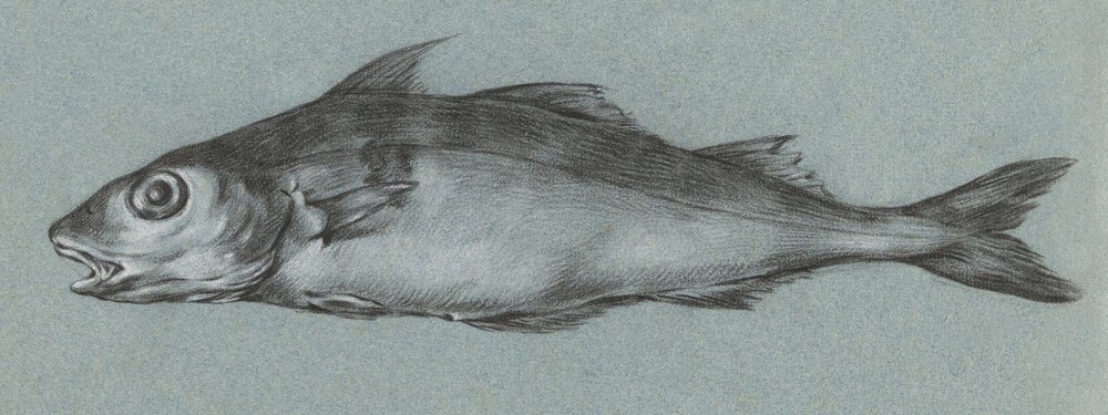 Fish Green (1775–1833) od Jean Bernard