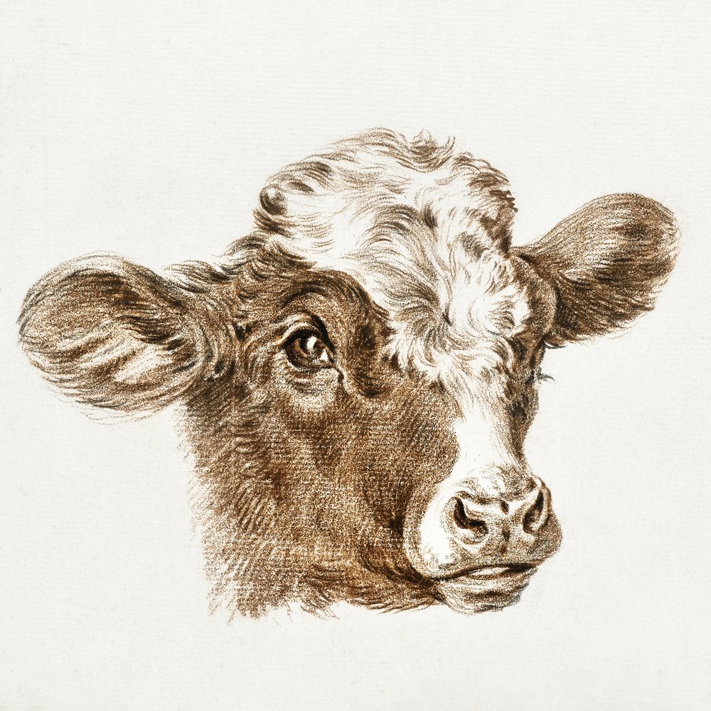 Hlava krávy od Jean Bernard