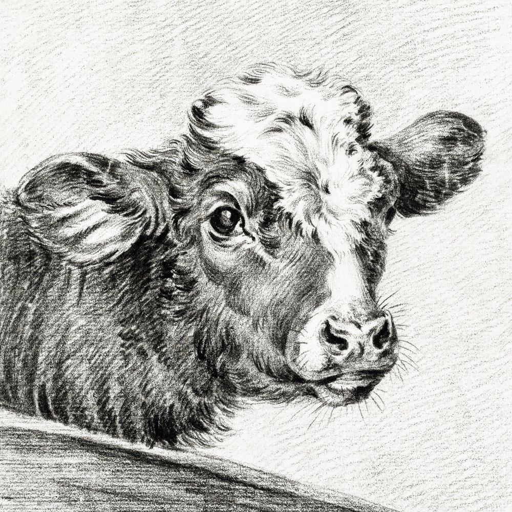 Hlava krávy od Jean Bernard