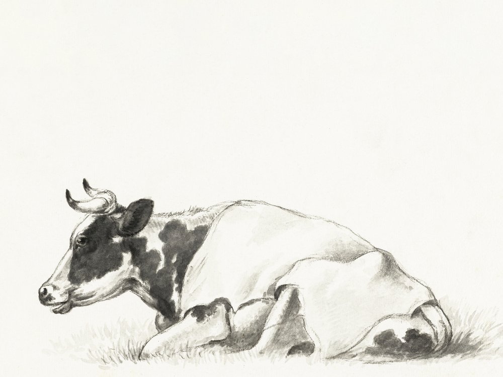 Ležící kráva, autor: Jean Bernard od Jean Bernard