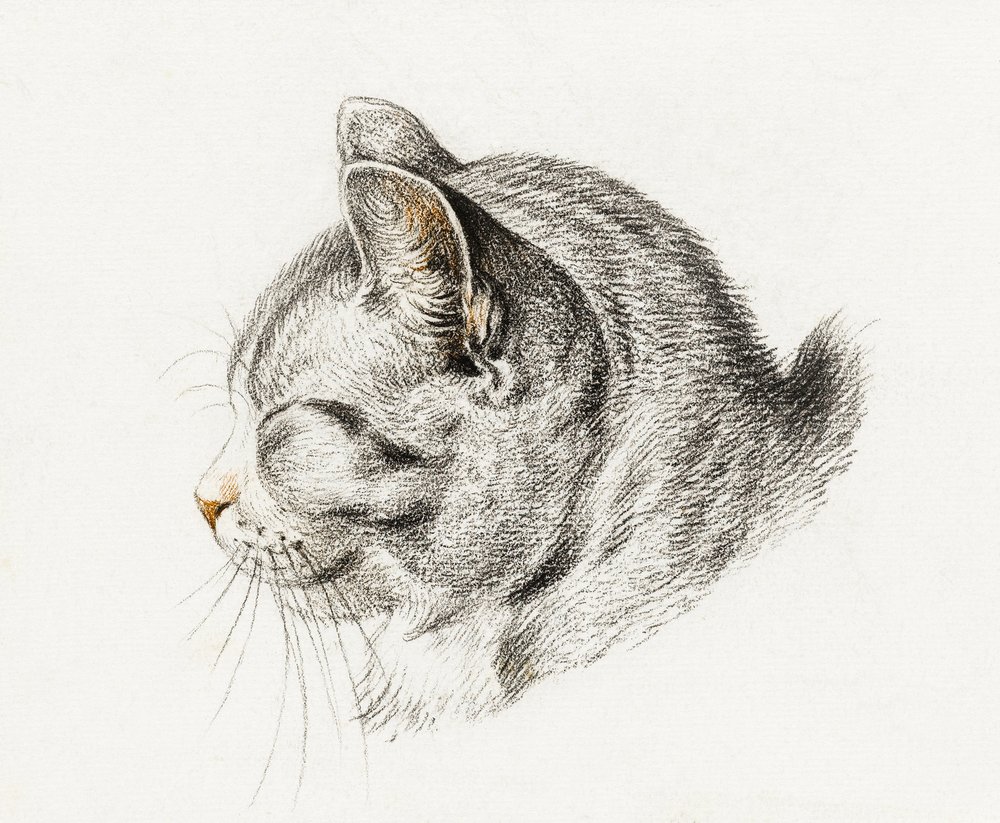 Náčrt kočky (1813) od Jean Bernard