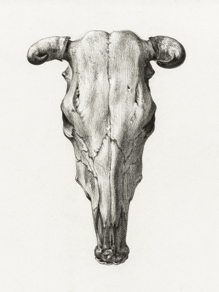 Lebka krávy – pohled zepředu (1816) od Jean Bernard