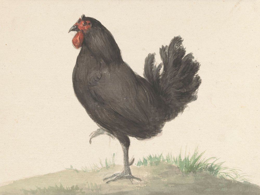 Staande Zwarte Kip (1775–1833) od Jean Bernard