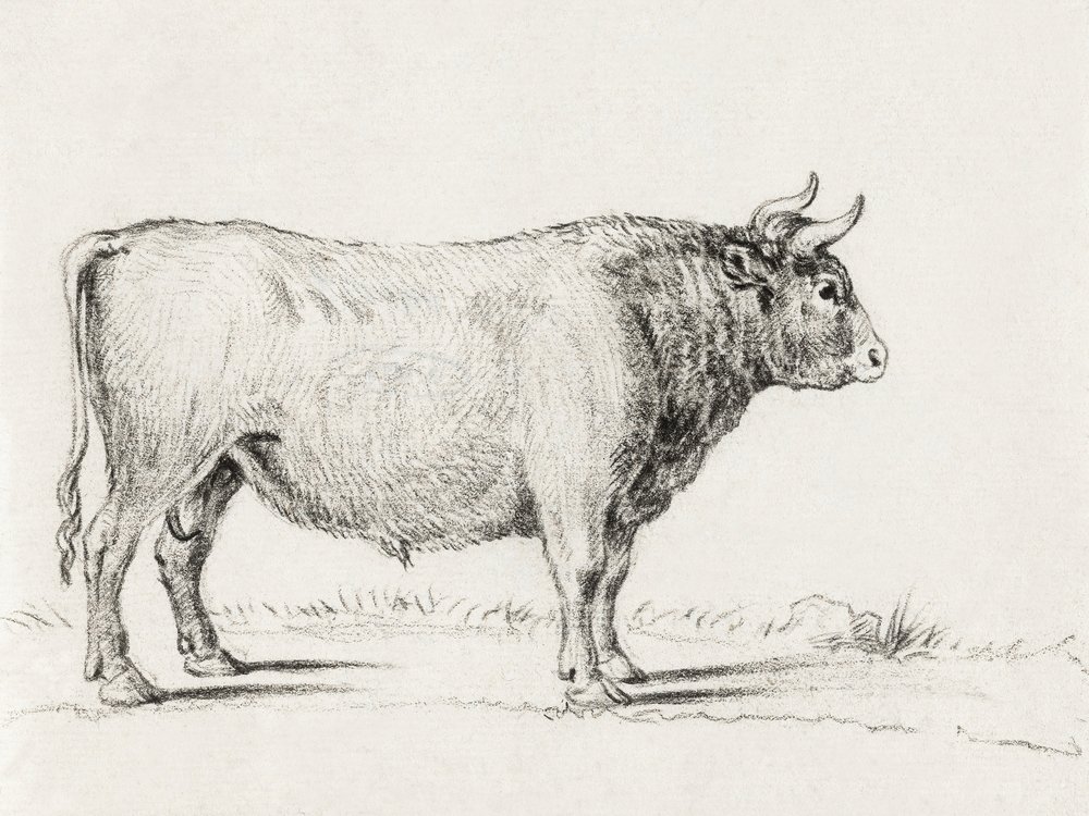 Stojící býk od Jean Bernard