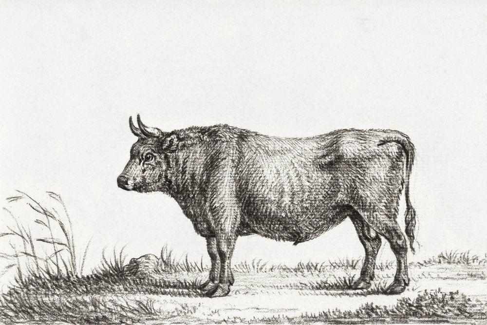 Stojící býk od Jean Bernard