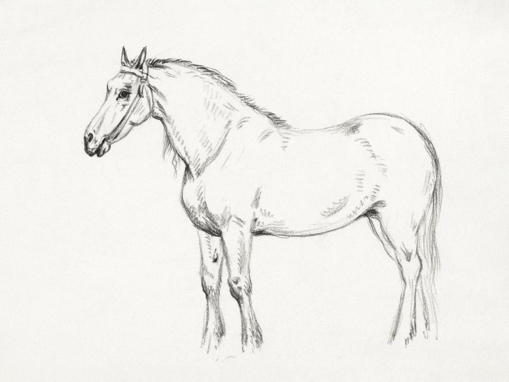 Stojící kůň (1818) od Jean Bernard