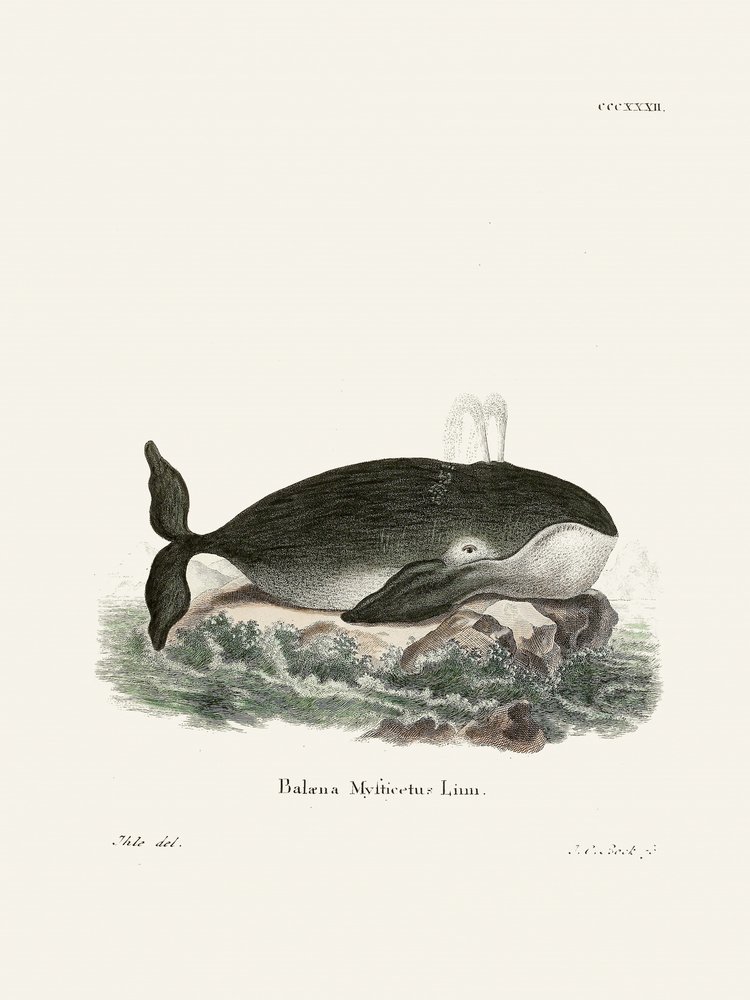 Vráskavec obecný, autor: Johann Christian Daniel von Schreber. od Johann Christian Daniel Von Schreber