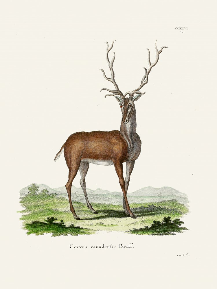 Los  Autor: Johann Christian Daniel Von Schreber. od Johann Christian Daniel Von Schreber