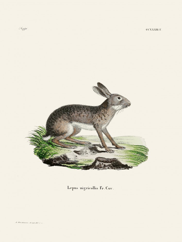 Indický zajíc, autor: Johann Christian Daniel von Schreber. od Johann Christian Daniel Von Schreber
