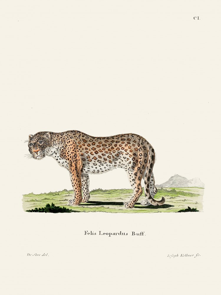 Leopard od Johanna Andrease Wagenera od Johann Christian Daniel Von Schreber